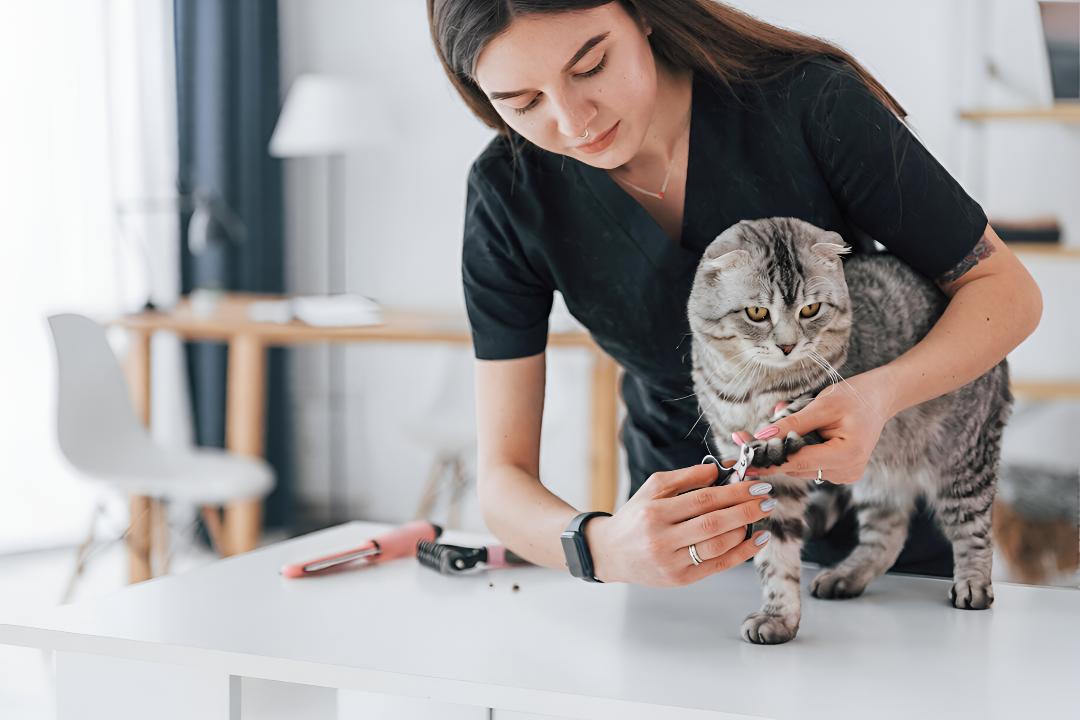 Complete Guide To Pet Care Essentials